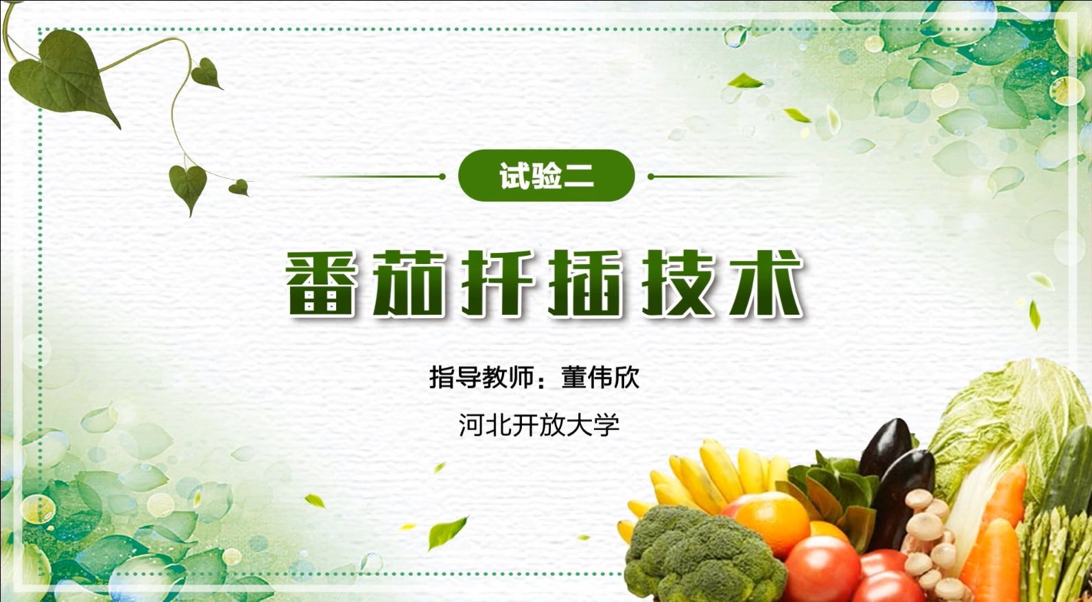 番茄扦插技術(shù)